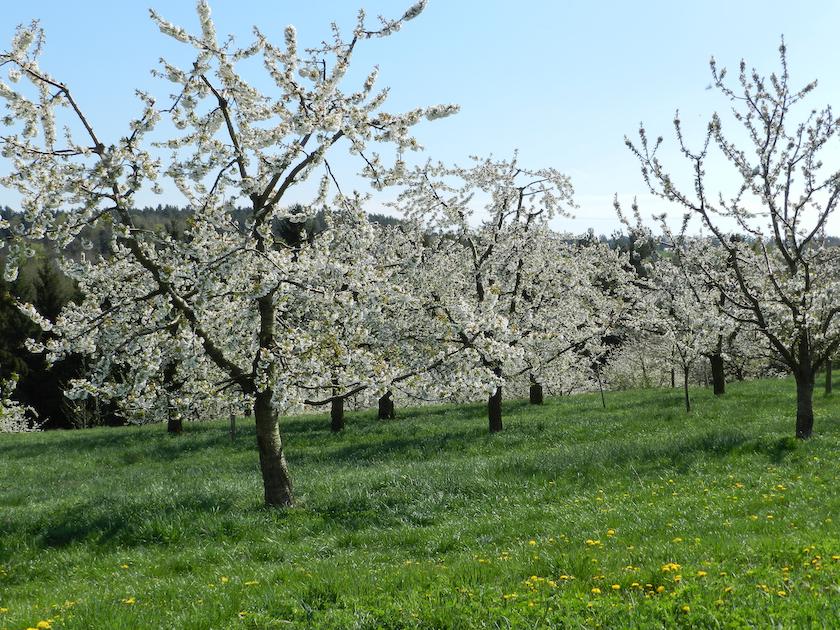 LRA Kirschblüte Großweingarten